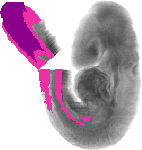 mouse atlas EMAGE spatial in situ gene expression database None