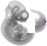 mouse atlas EMAGE spatial in situ gene expression database None