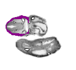 mouse atlas EMAGE spatial in situ gene expression database None