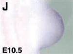 EMAGE:4616