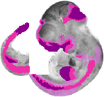 mouse atlas EMAGE spatial in situ gene expression database None