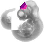 mouse atlas EMAGE spatial in situ gene expression database None