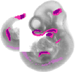 mouse atlas EMAGE spatial in situ gene expression database None