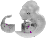 mouse atlas EMAGE spatial in situ gene expression database None