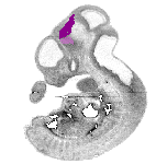 mouse atlas EMAGE spatial in situ gene expression database None