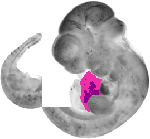 mouse atlas EMAGE spatial in situ gene expression database None