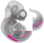 mouse atlas EMAGE spatial in situ gene expression database None