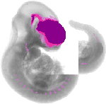 mouse atlas EMAGE spatial in situ gene expression database None