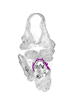 mouse atlas EMAGE spatial in situ gene expression database None