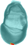 EMAGE:4677