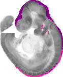 mouse atlas EMAGE spatial in situ gene expression database None