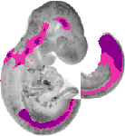 mouse atlas EMAGE spatial in situ gene expression database None