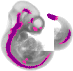 mouse atlas EMAGE spatial in situ gene expression database None