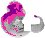 mouse atlas EMAGE spatial in situ gene expression database None