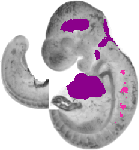 mouse atlas EMAGE spatial in situ gene expression database None