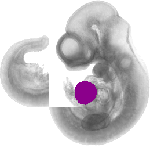 mouse atlas EMAGE spatial in situ gene expression database None