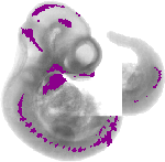 mouse atlas EMAGE spatial in situ gene expression database None