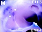EMAGE:472