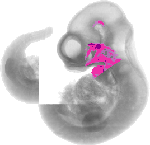 mouse atlas EMAGE spatial in situ gene expression database None