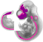 mouse atlas EMAGE spatial in situ gene expression database None