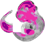mouse atlas EMAGE spatial in situ gene expression database None