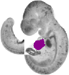 mouse atlas EMAGE spatial in situ gene expression database None