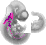 mouse atlas EMAGE spatial in situ gene expression database None