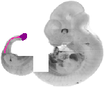 mouse atlas EMAGE spatial in situ gene expression database None