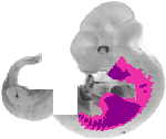 mouse atlas EMAGE spatial in situ gene expression database None