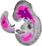 mouse atlas EMAGE spatial in situ gene expression database None