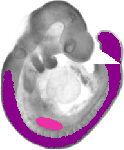 mouse atlas EMAGE spatial in situ gene expression database None