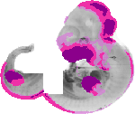 mouse atlas EMAGE spatial in situ gene expression database None