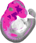 mouse atlas EMAGE spatial in situ gene expression database None