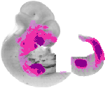 mouse atlas EMAGE spatial in situ gene expression database None