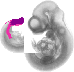 mouse atlas EMAGE spatial in situ gene expression database None
