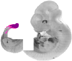 mouse atlas EMAGE spatial in situ gene expression database None