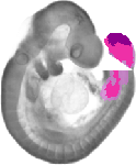 mouse atlas EMAGE spatial in situ gene expression database None