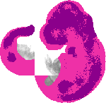 mouse atlas EMAGE spatial in situ gene expression database None