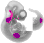 mouse atlas EMAGE spatial in situ gene expression database None