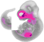mouse atlas EMAGE spatial in situ gene expression database None