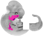 mouse atlas EMAGE spatial in situ gene expression database None