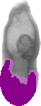 mouse atlas EMAGE spatial in situ gene expression database None