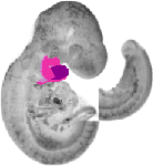 mouse atlas EMAGE spatial in situ gene expression database None