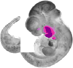 mouse atlas EMAGE spatial in situ gene expression database None