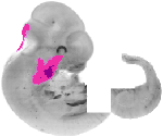 mouse atlas EMAGE spatial in situ gene expression database None