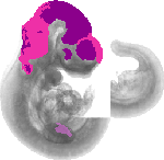 mouse atlas EMAGE spatial in situ gene expression database None