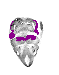 mouse atlas EMAGE spatial in situ gene expression database None