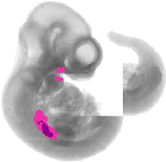 mouse atlas EMAGE spatial in situ gene expression database None