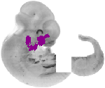 mouse atlas EMAGE spatial in situ gene expression database None