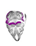 mouse atlas EMAGE spatial in situ gene expression database None